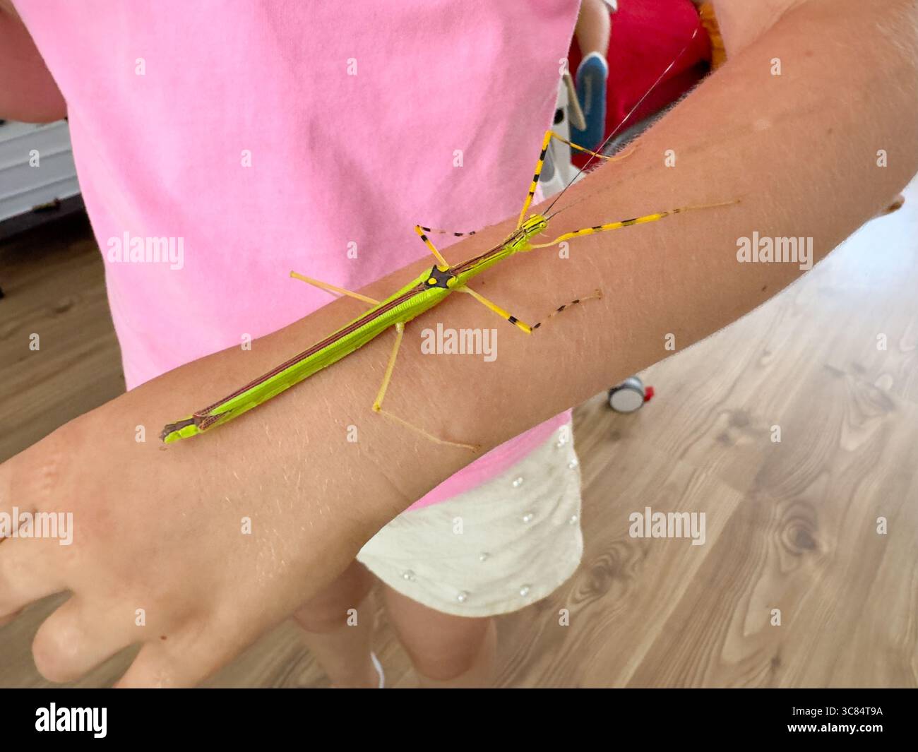 Un insetto adulto colorato (Necroscia annulipes) che poggia sul braccio di un bambino. Primo piano Foto Stock