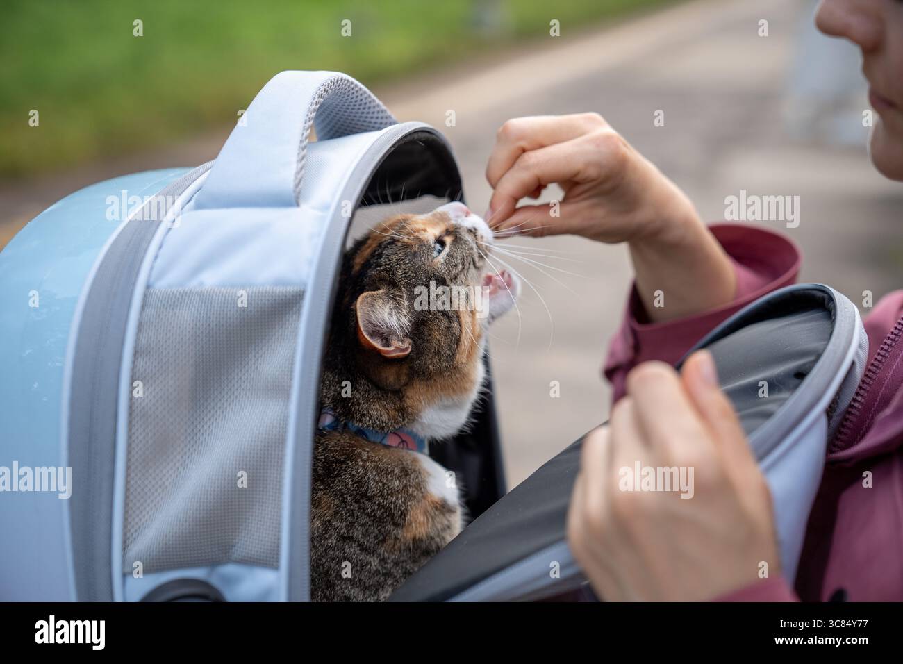 Il gatto scontento riceve premi dallo zaino. Sollievo dallo stress dopo una passeggiata all'aperto con un animale domestico Foto Stock