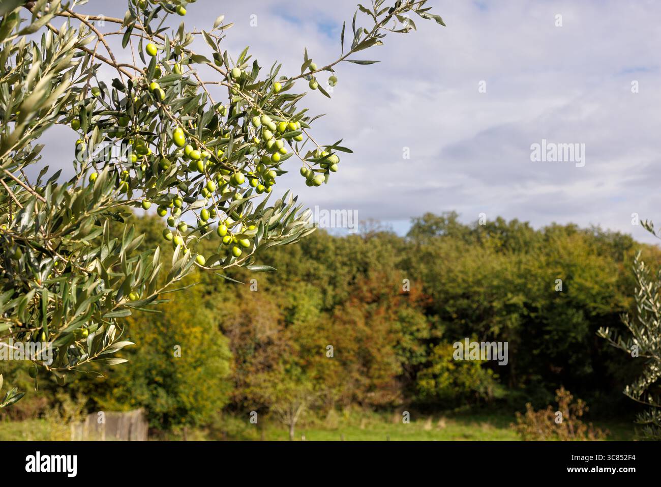 Primo piano di una branche di olive con olive mature. Autunno a Cerje, Slovenia Foto Stock