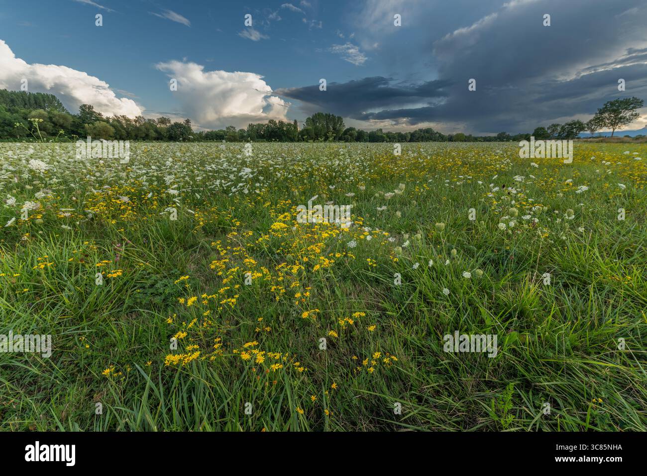 Fiori selvatici colorati sparsi su un prato verde in un pomeriggio di sole. Il cielo mostra nuvole contrastanti, esaltando la bellezza della natura. Un tranqui Foto Stock