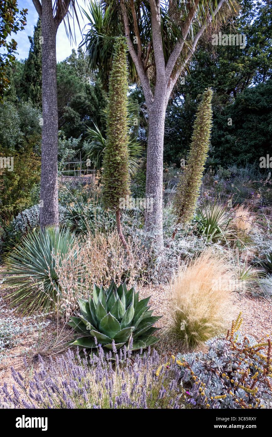 Regents Park aridi giardini Londra Regno Unito in estate Foto Stock
