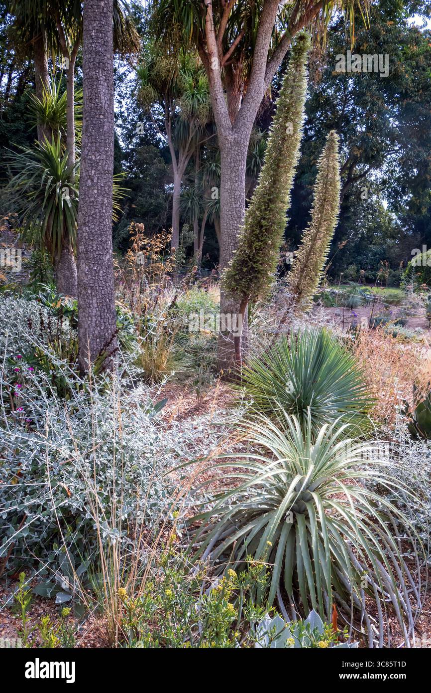 Regents Park aridi giardini Londra Regno Unito in estate Foto Stock