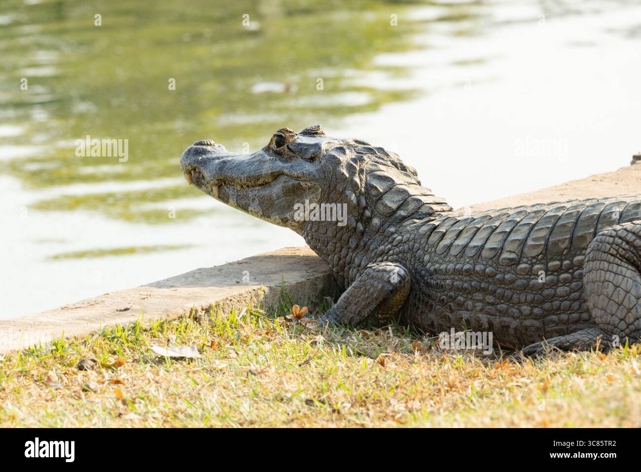 Profilo laterale di un caimano che mostra i colori e la consistenza della sua pelle scura. Foto Stock