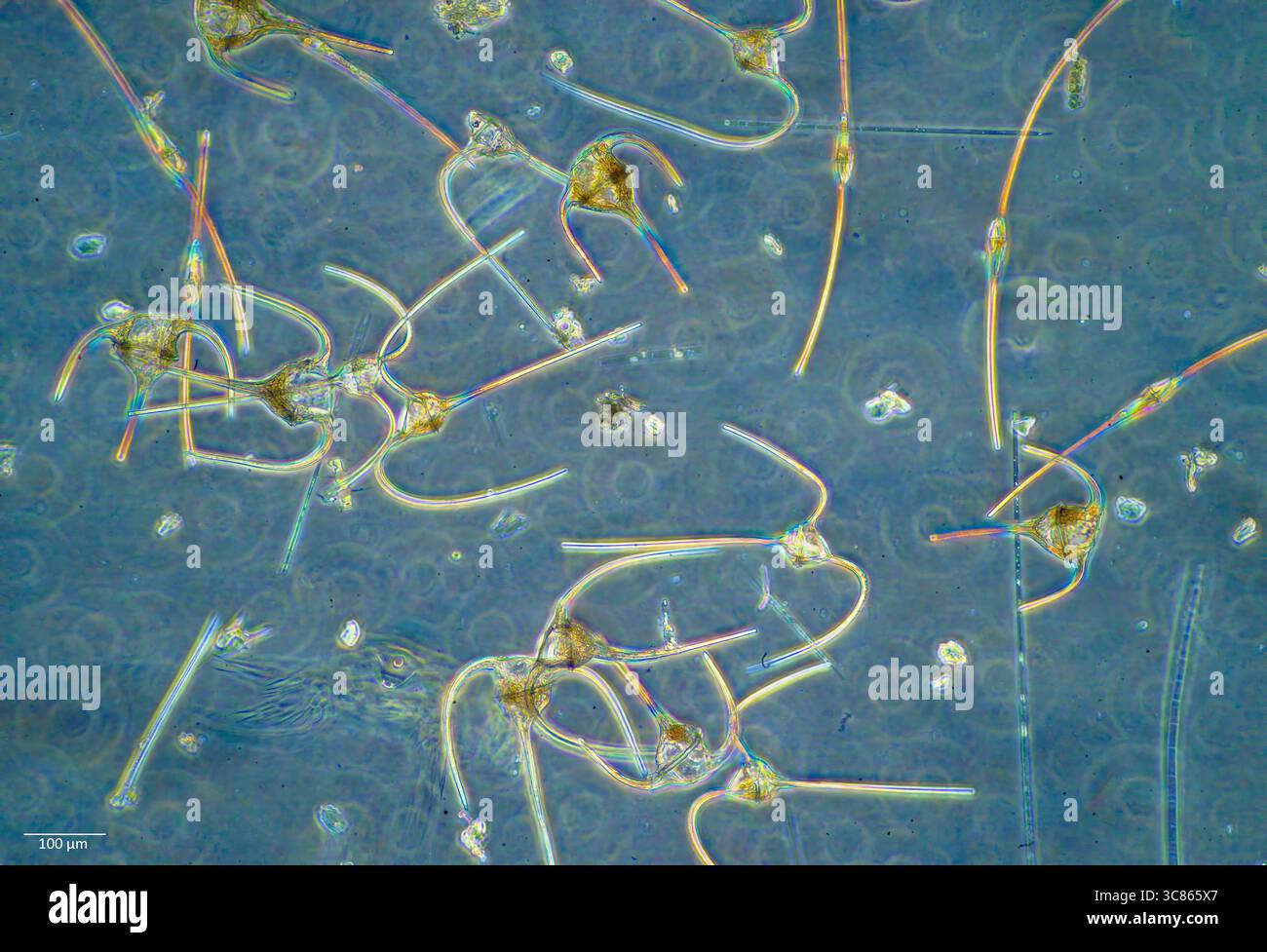 Dinoflagellati marini del genere Tripos (sin. Ceratium), compresi T. macroceros, T. horridus, T. fusus e T. muelleri. Norvegia sud-occidentale in Foto Stock