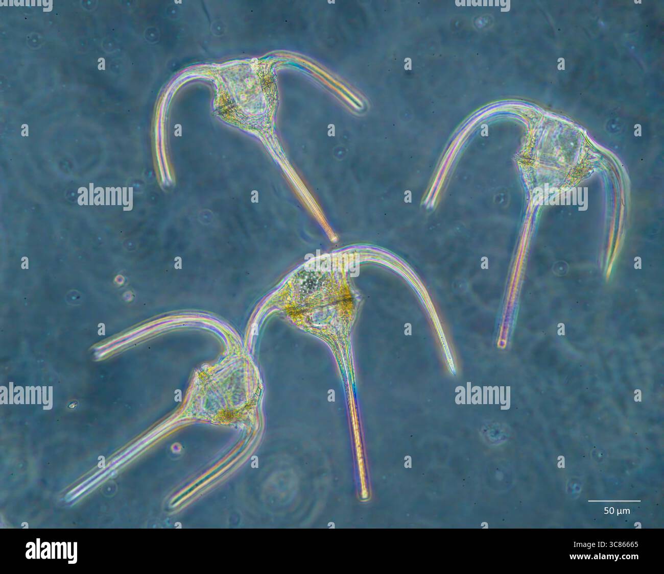 Dinoflagellati marini del genere Tripos (SYN: Ceratium); probabilmente T. muelleri (SYN: C. tripos). Prelevato dalle acque superficiali costiere di South-wester Foto Stock Dinoflagellati marini del genere Tripos (SYN: Ceratium); probabilmente T. muelleri (SYN: C. tripos). Prelevato dalle acque superficiali costiere di South-wester Foto Stock