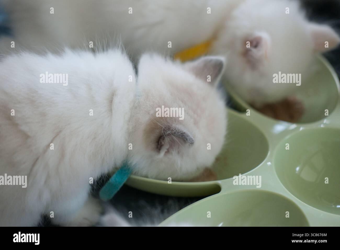 gattini ragdoll di 1 mese che mangiano da una ciotola Foto Stock