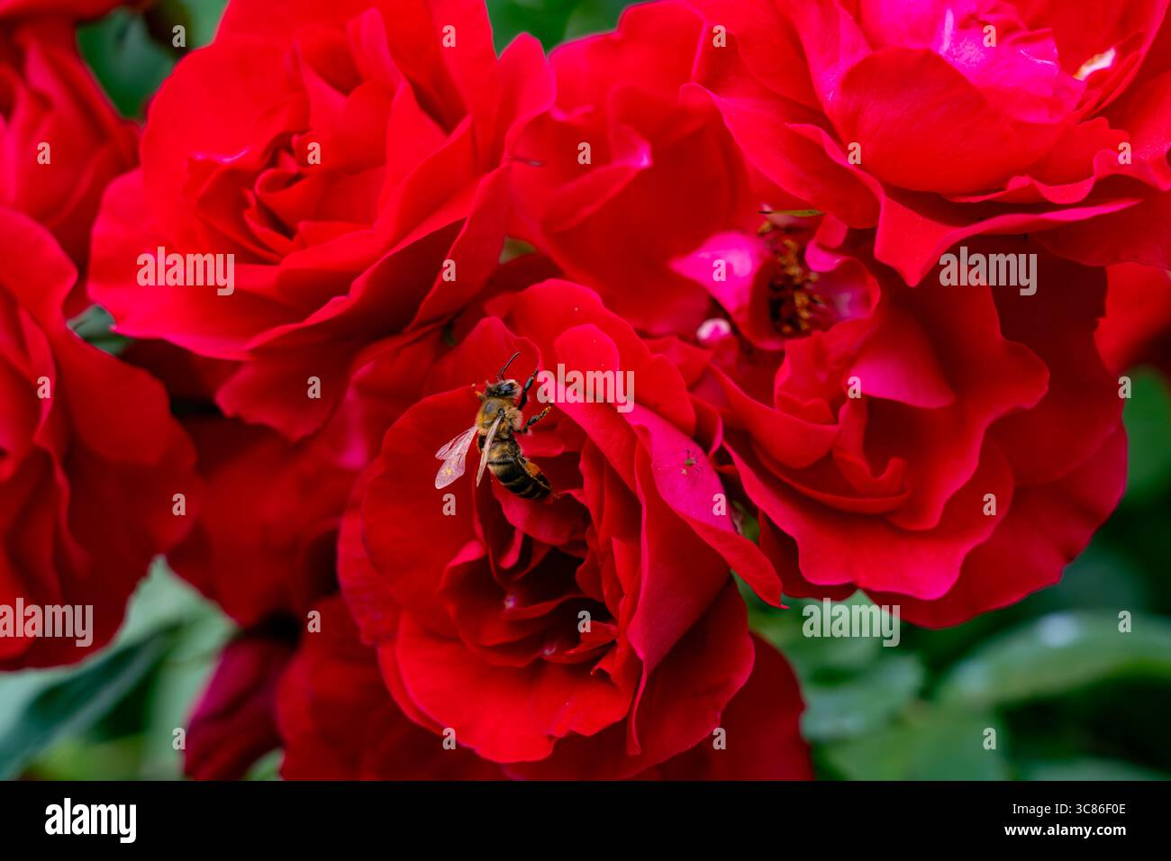 Le api sfrecciano intorno a rose rosse profonde, raccogliendo nettare in un giardino lussureggiante. Questa vivace attività si svolge in una soleggiata giornata primaverile piena di bellezza floreale. Foto Stock