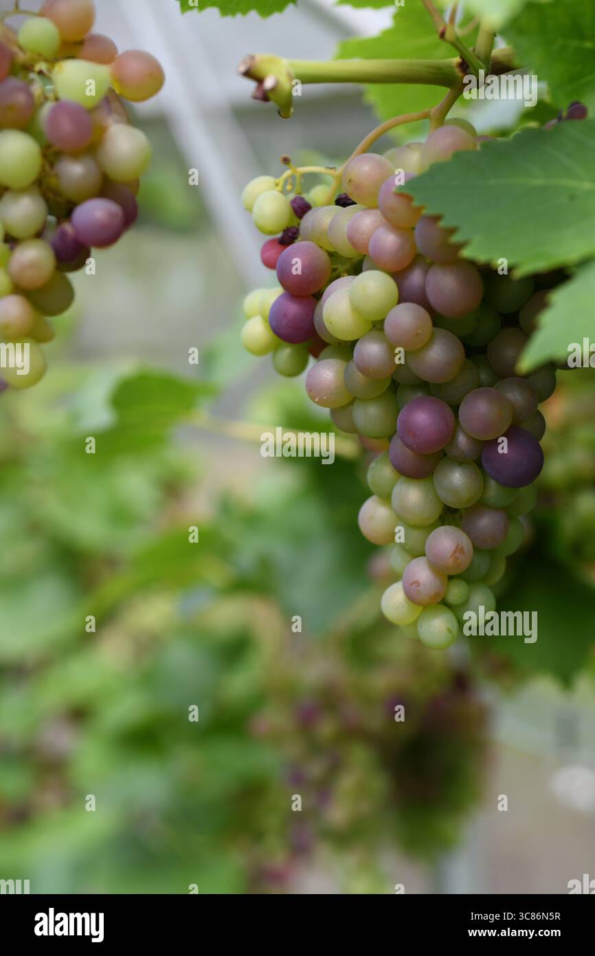Grapevine in serra Foto Stock