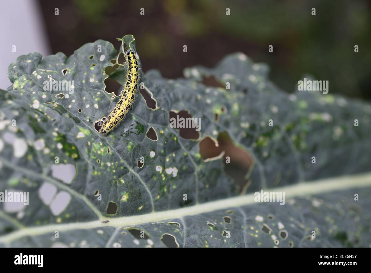 cavolo caterpillar Foto Stock
