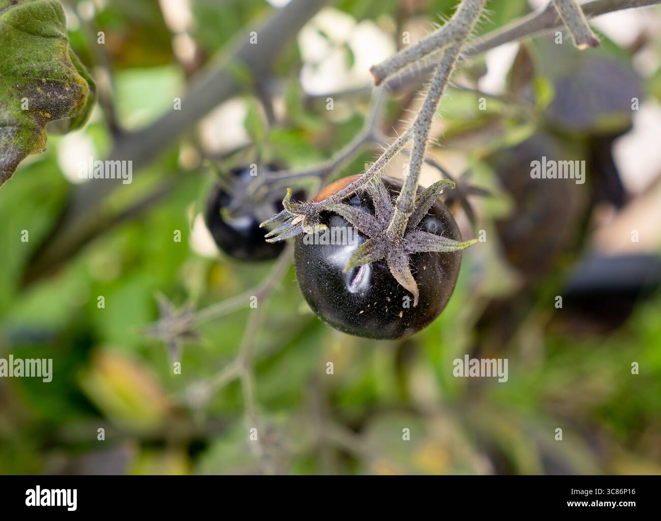Cespuglio di pianta di pomodoro nero (solanum lycopersicum) Indigo Rose con bokeh Foto Stock