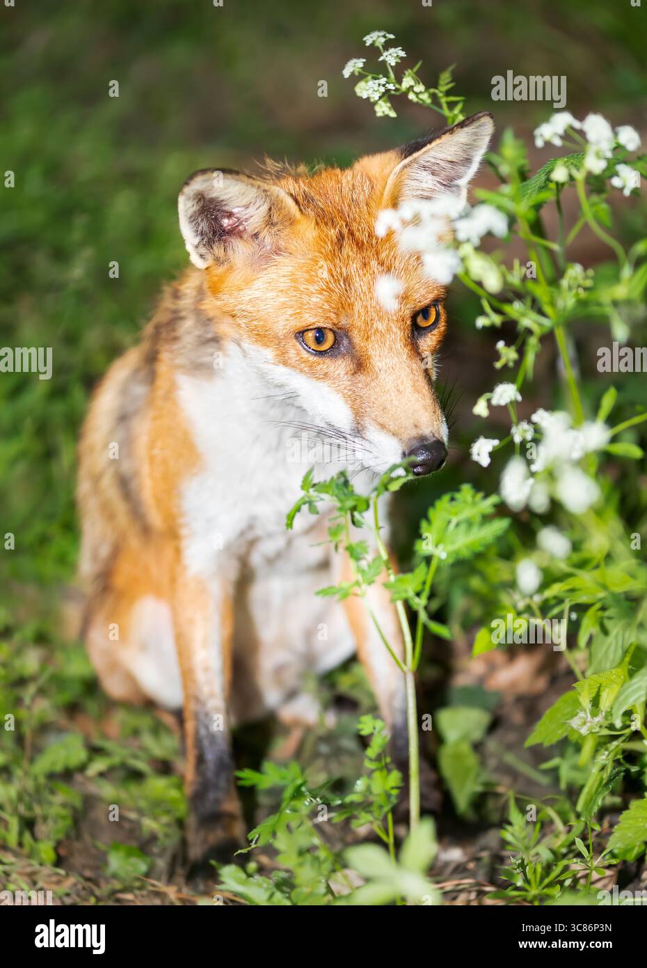 Primo piano di una giovane volpe rossa seduta in un prato, Regno Unito Foto Stock