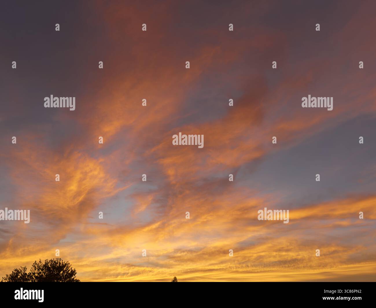 Il cielo infuocato del tramonto si illumina di vivaci tonalità arancio, giallo e viola sopra le cime degli alberi sagomate di Elfers, Florida. - Immagine stock catturata con smartphone