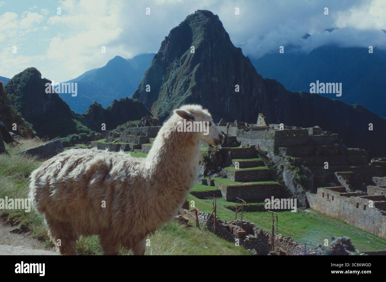 Perù. Machu Picchu. Lama con vista sugli antichi edifici della città. Foto Stock