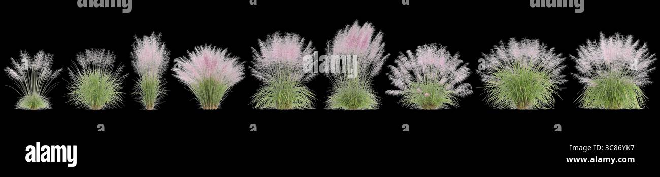Illustrazione in 3d dell'erba di Muhly del cespuglio isolato su sfondo nero Foto Stock
