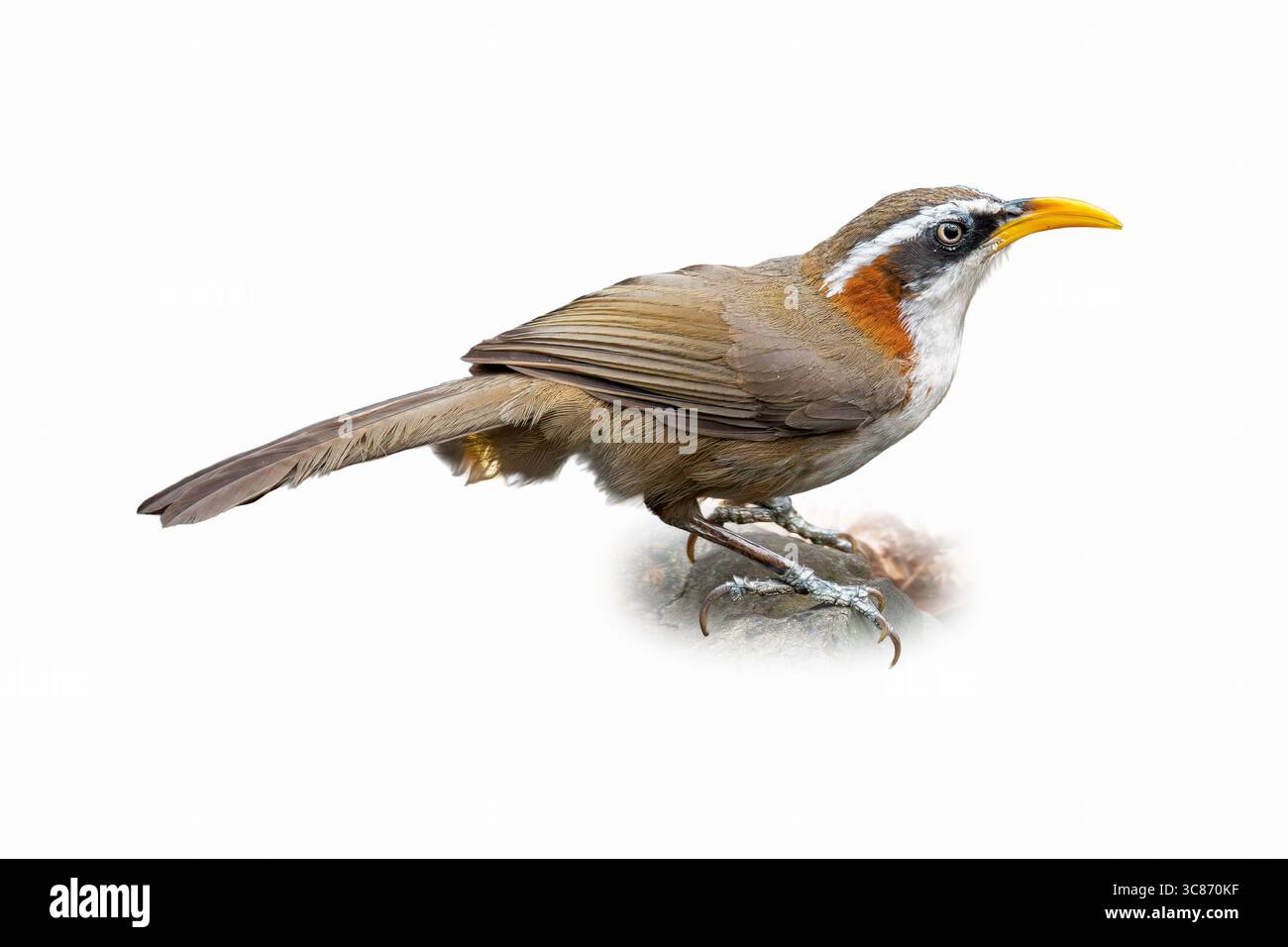 Vista ravvicinata di un Babbler Scimitar con fondo di castagno in piedi su una roccia. L'impressionante becco curvo giallo dell'uccello, il dorso di castagno e il volto audace pa Foto Stock