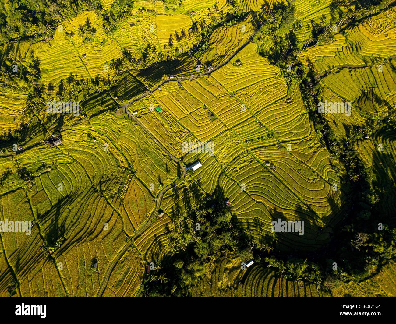 Vista aerea delle risaie terrazzate che scendono lungo il paesaggio, un arazzo di oro e verde, punteggiato da piccole strutture, Jatikuwih, Bali, Indonesia. Foto Stock