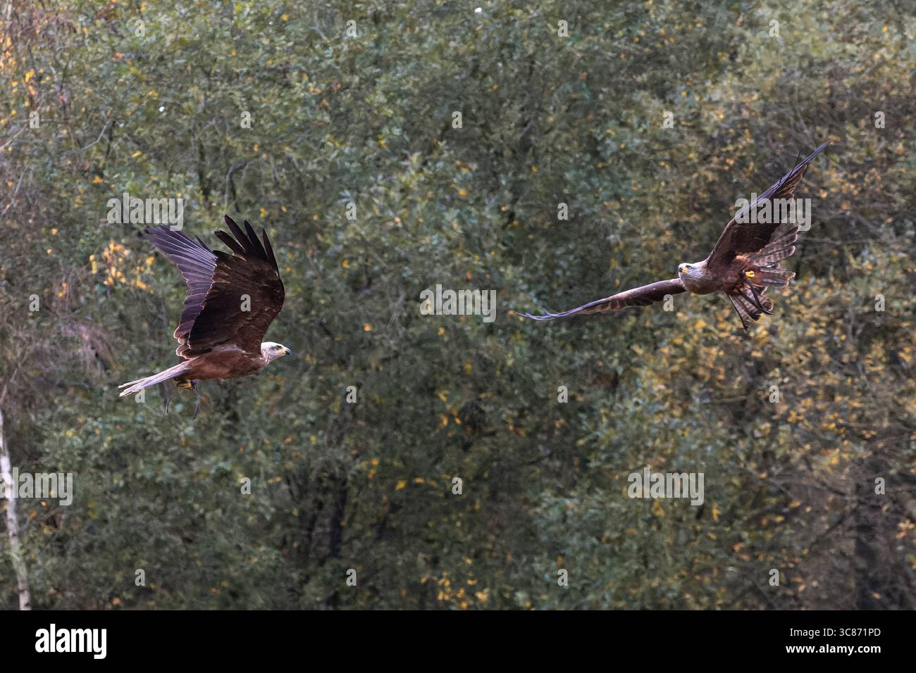 Uccelli rapaci che volano sopra la foresta, le ali si spalancano e scivolano con rapaci in volo sincronizzato durante uno spettacolo di uccelli. Foto Stock Uccelli rapaci che volano sopra la foresta, le ali si spalancano e scivolano con rapaci in volo sincronizzato durante uno spettacolo di uccelli. Foto Stock