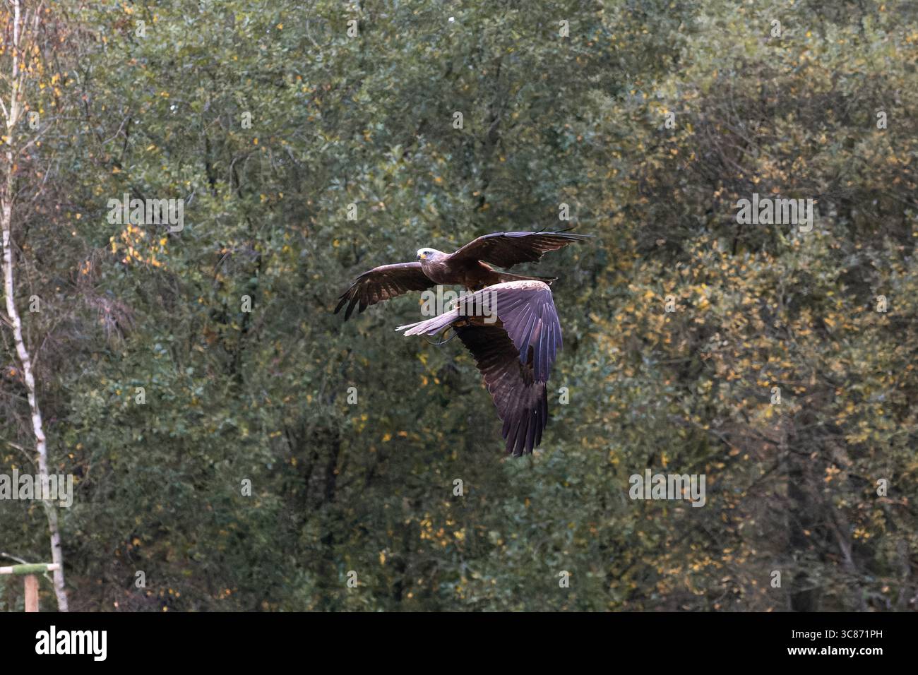 Uccelli rapaci che volano sopra la foresta, le ali si spalancano e scivolano con rapaci in volo sincronizzato durante uno spettacolo di uccelli. Foto Stock Uccelli rapaci che volano sopra la foresta, le ali si spalancano e scivolano con rapaci in volo sincronizzato durante uno spettacolo di uccelli. Foto Stock
