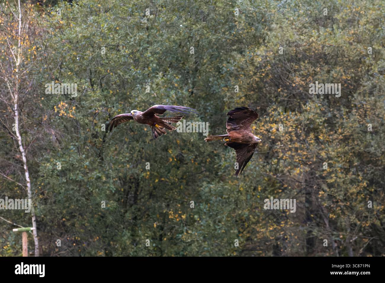 Uccelli rapaci che volano sopra la foresta, le ali si spalancano e scivolano con rapaci in volo sincronizzato durante uno spettacolo di uccelli. Foto Stock Uccelli rapaci che volano sopra la foresta, le ali si spalancano e scivolano con rapaci in volo sincronizzato durante uno spettacolo di uccelli. Foto Stock