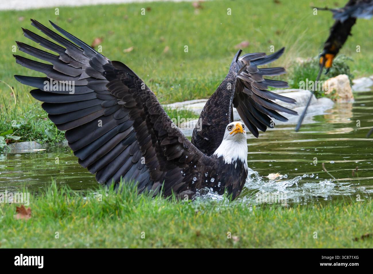 Aquile calve (Haliaeetus leucocephalus), un adulto e un giovane, catturate in un'impressionante interazione su uno stagno d'acqua durante uno spettacolo di falconeria all'ES Foto Stock Aquile calve (Haliaeetus leucocephalus), un adulto e un giovane, catturate in un'impressionante interazione su uno stagno d'acqua durante uno spettacolo di falconeria all'ES Foto Stock