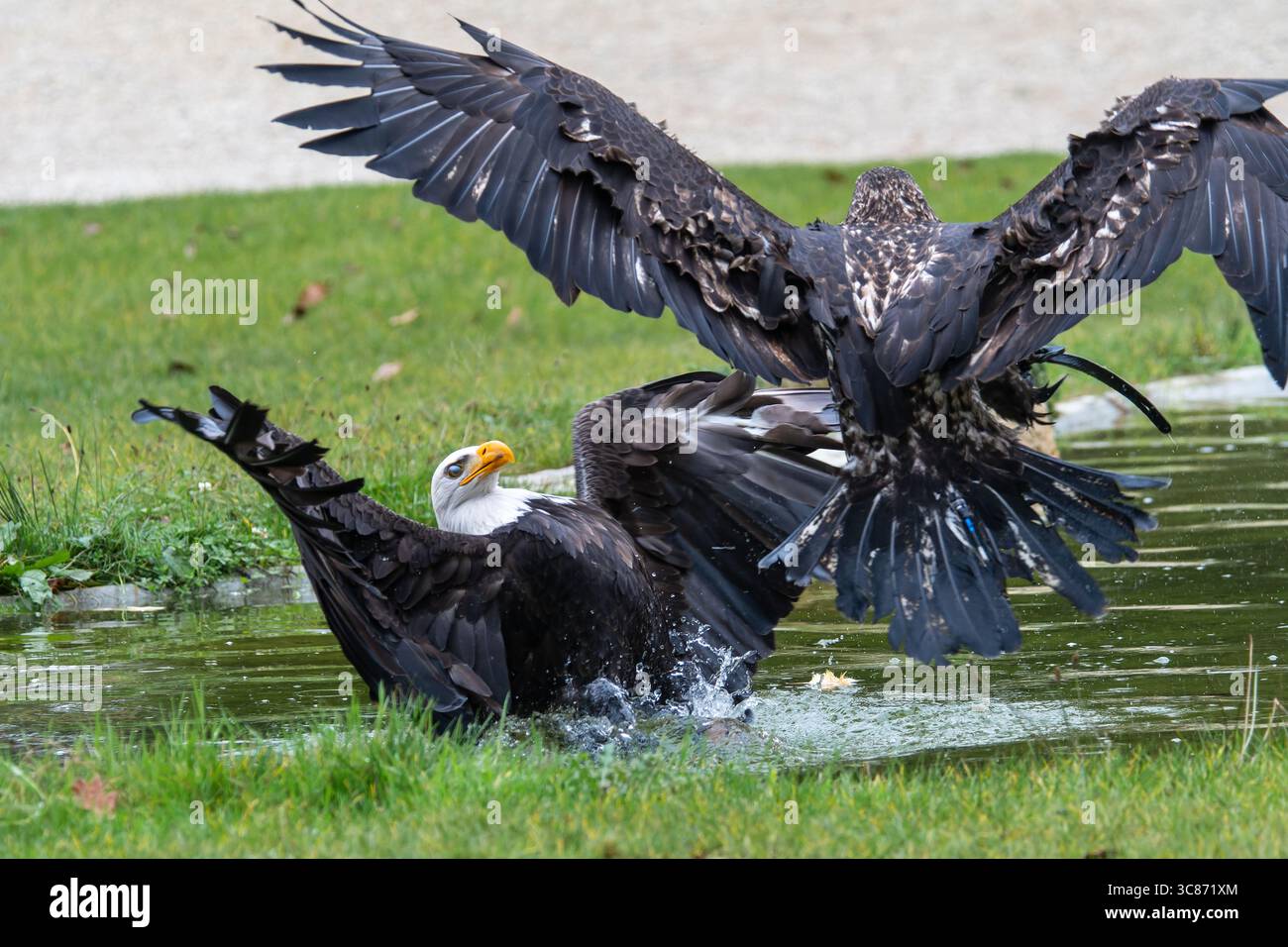 Aquile calve (Haliaeetus leucocephalus), un adulto e un giovane, catturate in un'impressionante interazione su uno stagno d'acqua durante uno spettacolo di falconeria all'ES Foto Stock Aquile calve (Haliaeetus leucocephalus), un adulto e un giovane, catturate in un'impressionante interazione su uno stagno d'acqua durante uno spettacolo di falconeria all'ES Foto Stock