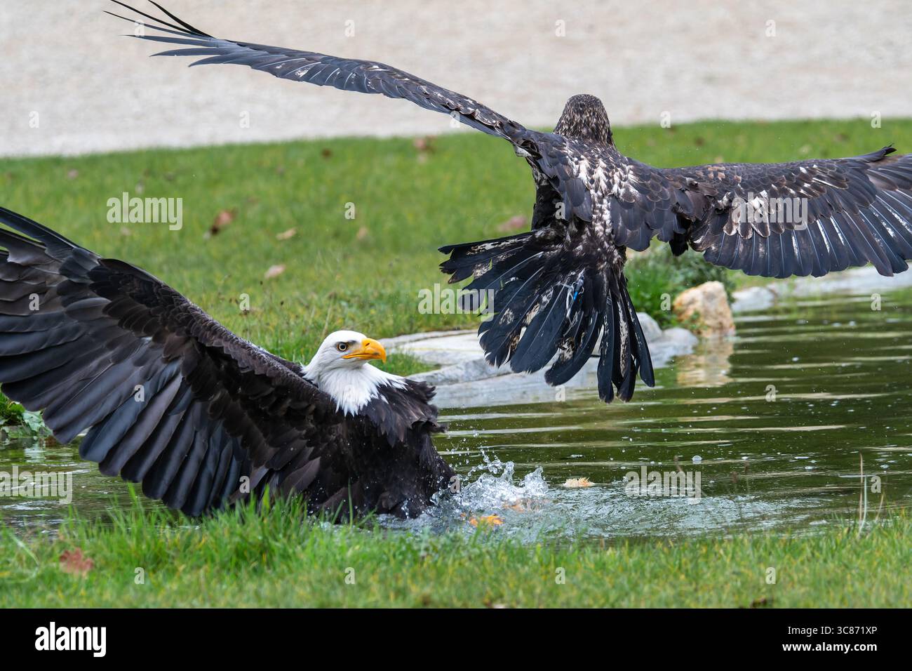 Aquile calve (Haliaeetus leucocephalus), un adulto e un giovane, catturate in un'impressionante interazione su uno stagno d'acqua durante uno spettacolo di falconeria all'ES Foto Stock Aquile calve (Haliaeetus leucocephalus), un adulto e un giovane, catturate in un'impressionante interazione su uno stagno d'acqua durante uno spettacolo di falconeria all'ES Foto Stock