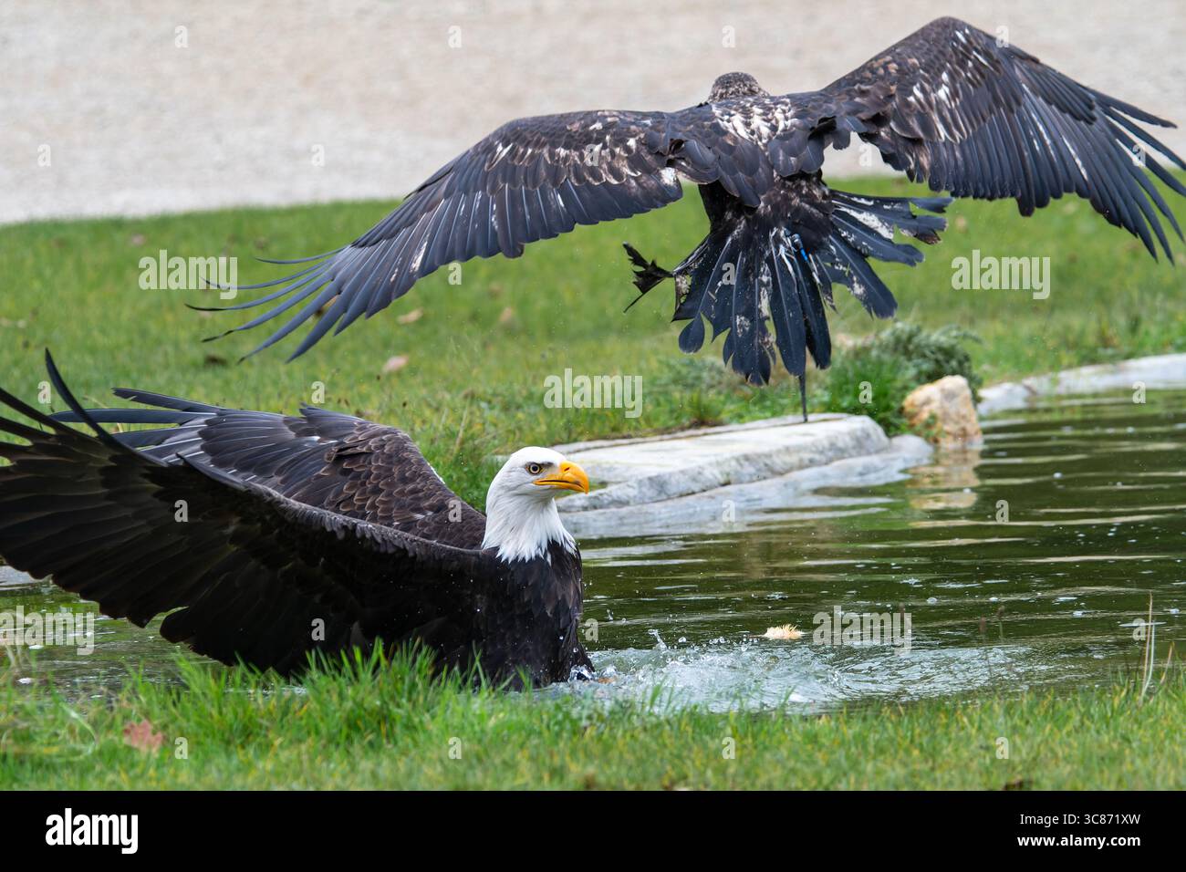 Aquile calve (Haliaeetus leucocephalus), un adulto e un giovane, catturate in un'impressionante interazione su uno stagno d'acqua durante uno spettacolo di falconeria all'ES Foto Stock Aquile calve (Haliaeetus leucocephalus), un adulto e un giovane, catturate in un'impressionante interazione su uno stagno d'acqua durante uno spettacolo di falconeria all'ES Foto Stock