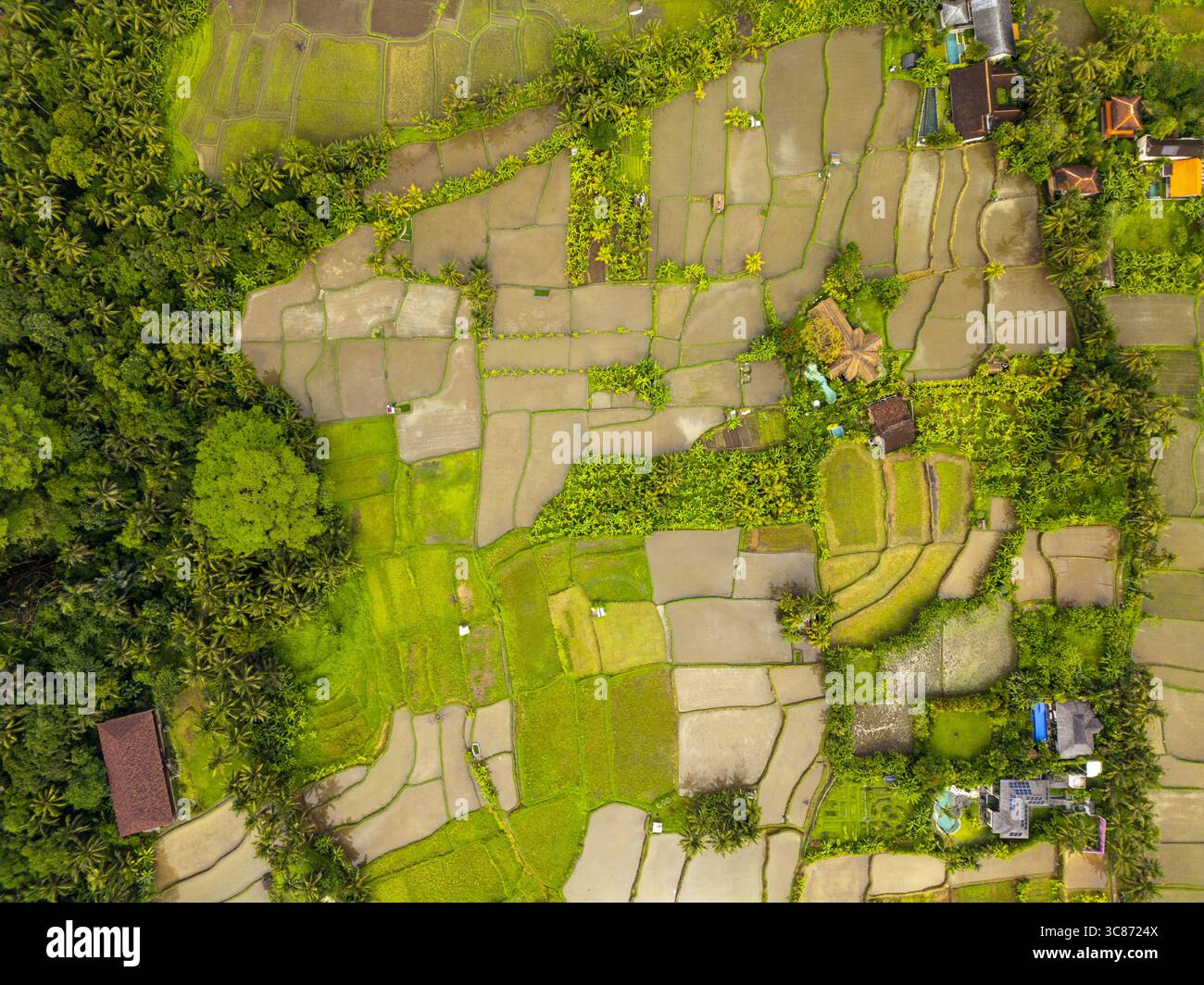Veduta aerea delle risaie smeraldo a terrazze intrecciate con lussureggiante vegetazione e sereni sentieri, creando un vibrante arazzo di artigianato naturale, Ubud, Kabupaten Gianyar, Indonesia. Foto Stock