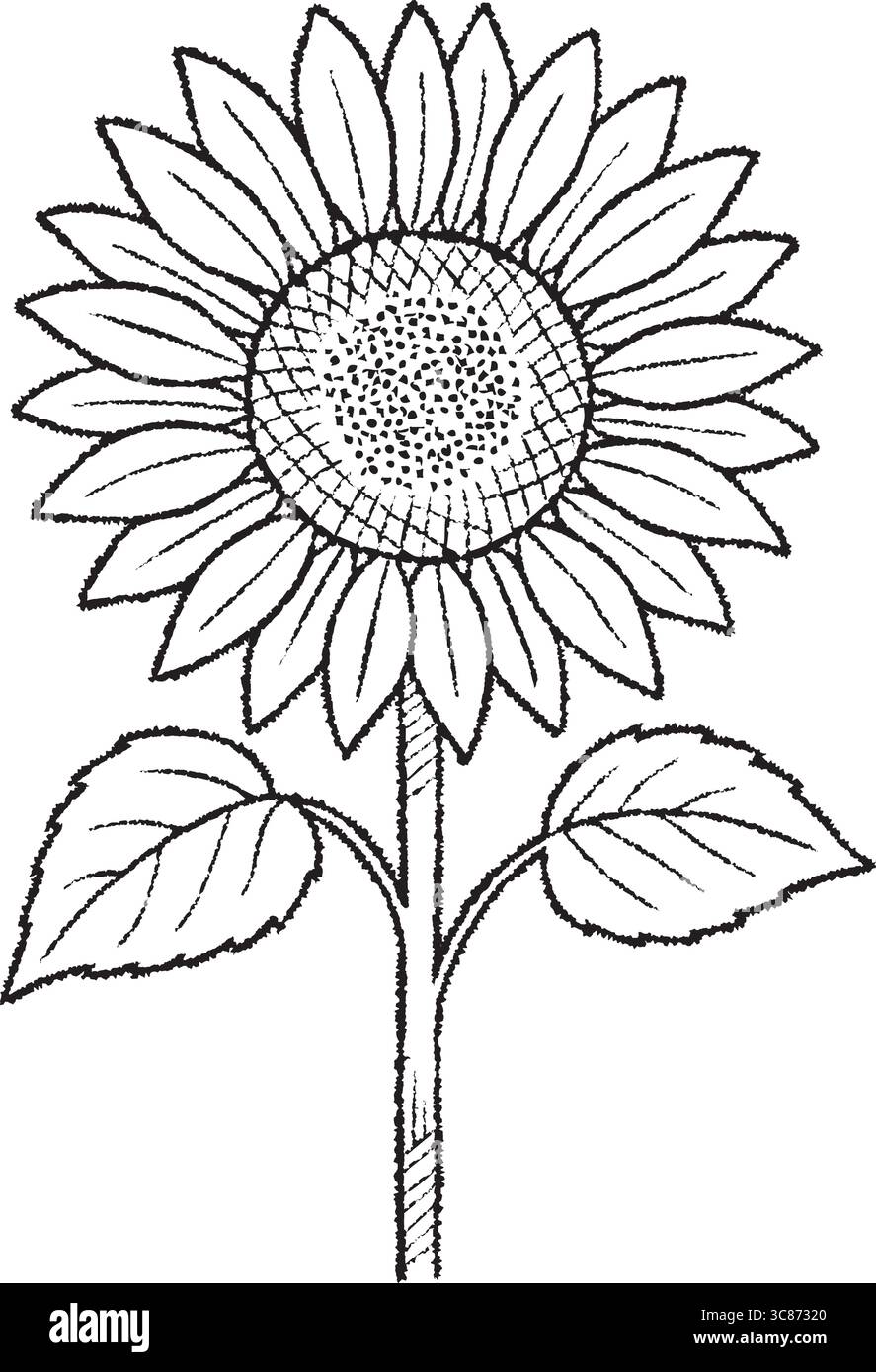 Un disegno in linea di un girasole alto con petali e foglie dettagliate. Illustrazione Vettoriale