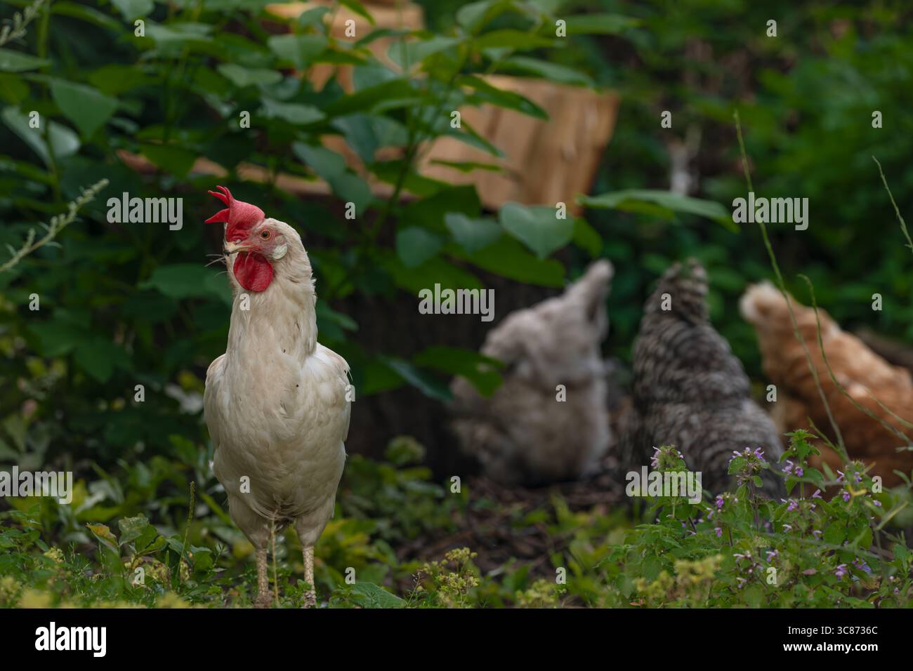Galline in erba verde nella calda e soleggiata giornata estiva fresca Foto Stock