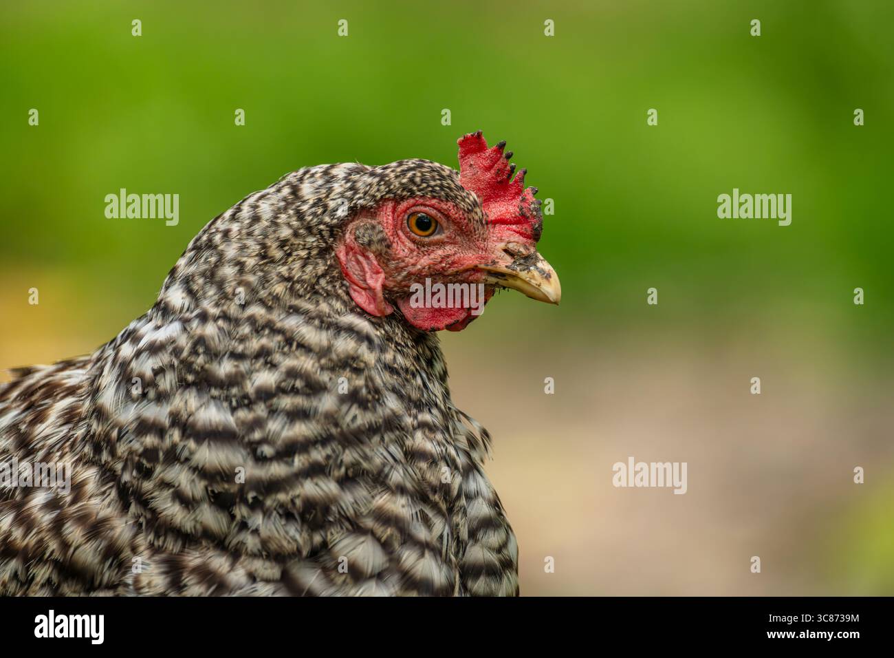 Galline in erba verde nella calda e soleggiata giornata estiva fresca Foto Stock