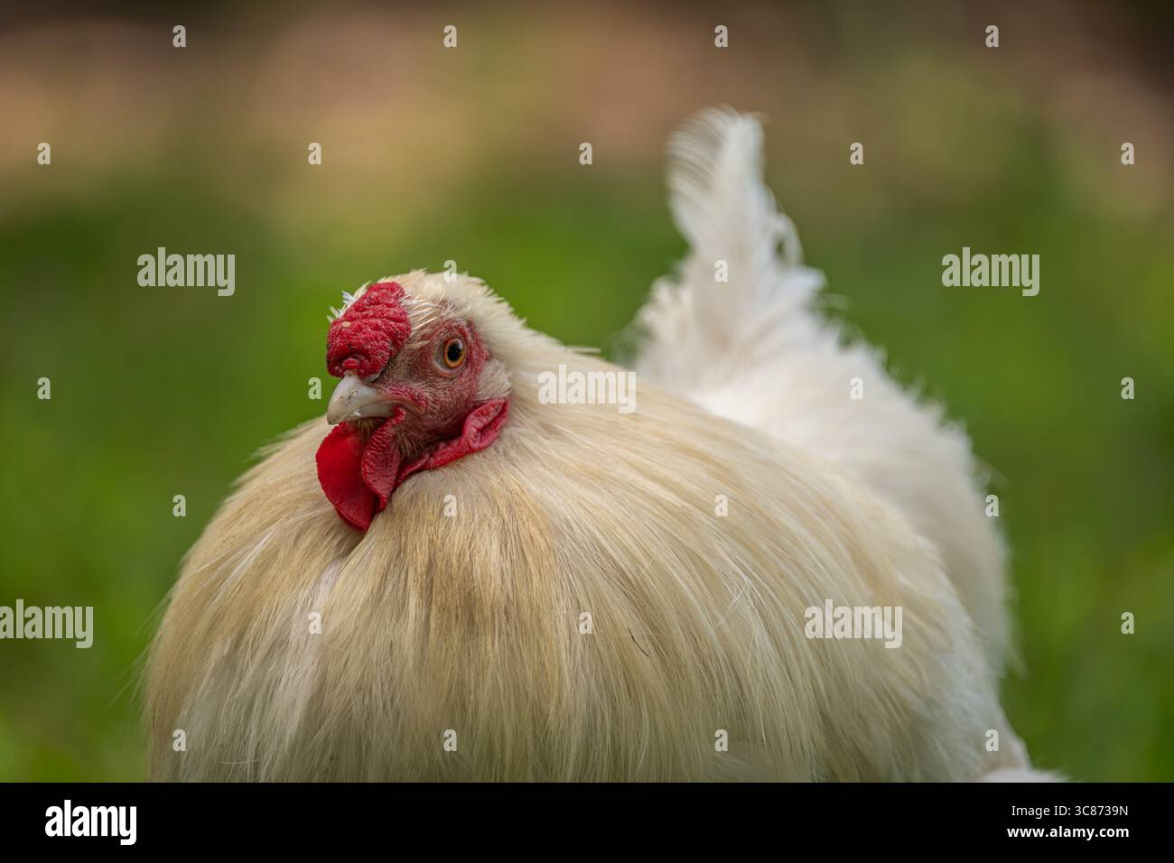 Gallina in erba verde nella calda e soleggiata giornata estiva fresca Foto Stock