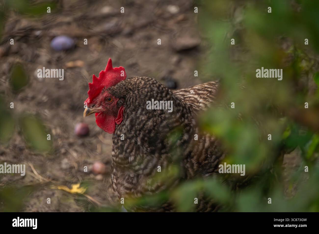 Galline in erba verde nella calda e soleggiata giornata estiva fresca Foto Stock