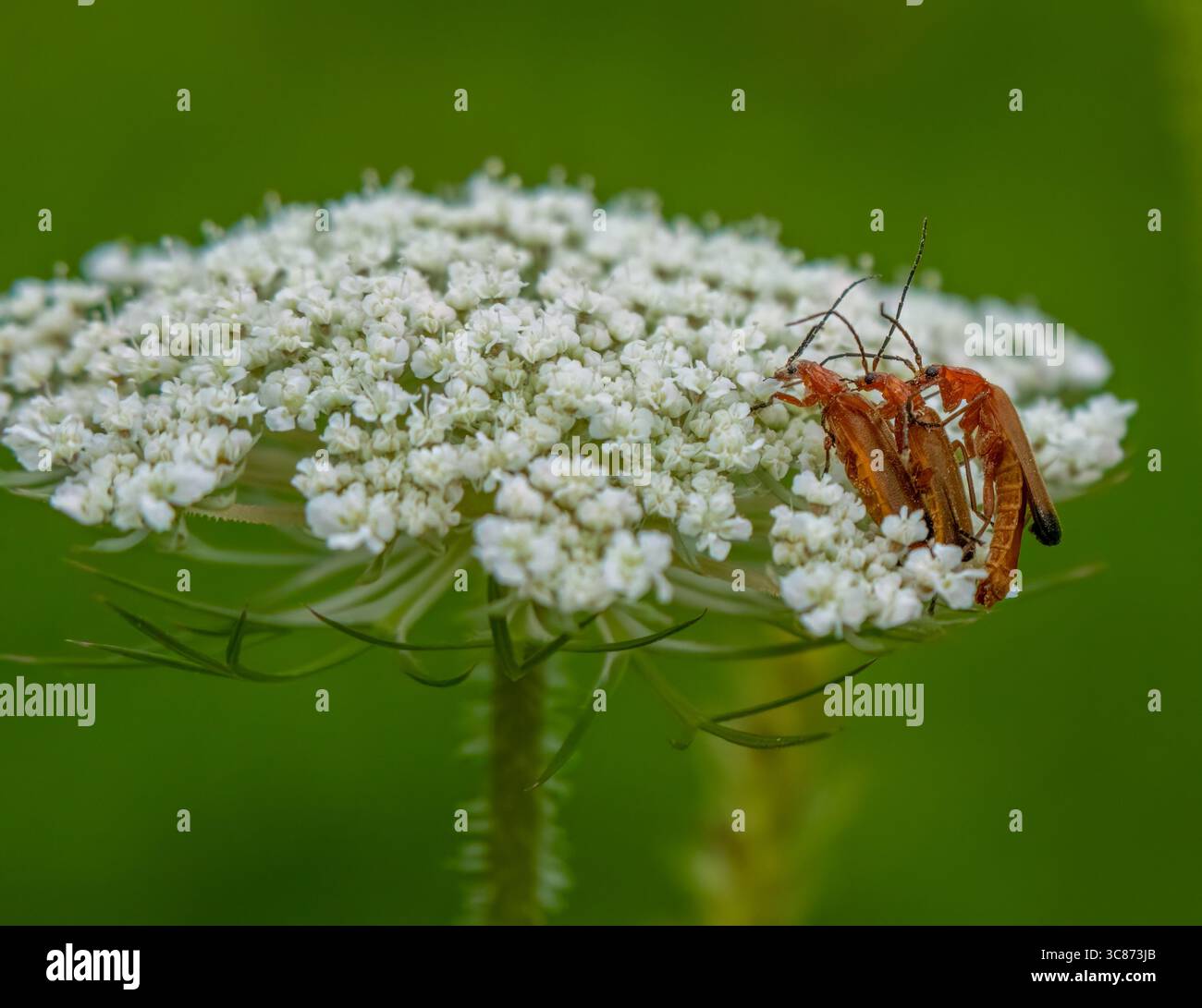 Coleotteri solidi che si accoppiano in estate su un fiore selvatico bianco Foto Stock