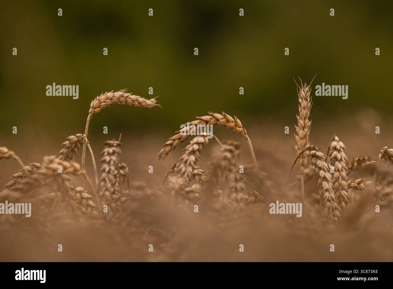Grano stagionato secco estivo in giornate calde e nuvolose nei campi Foto Stock