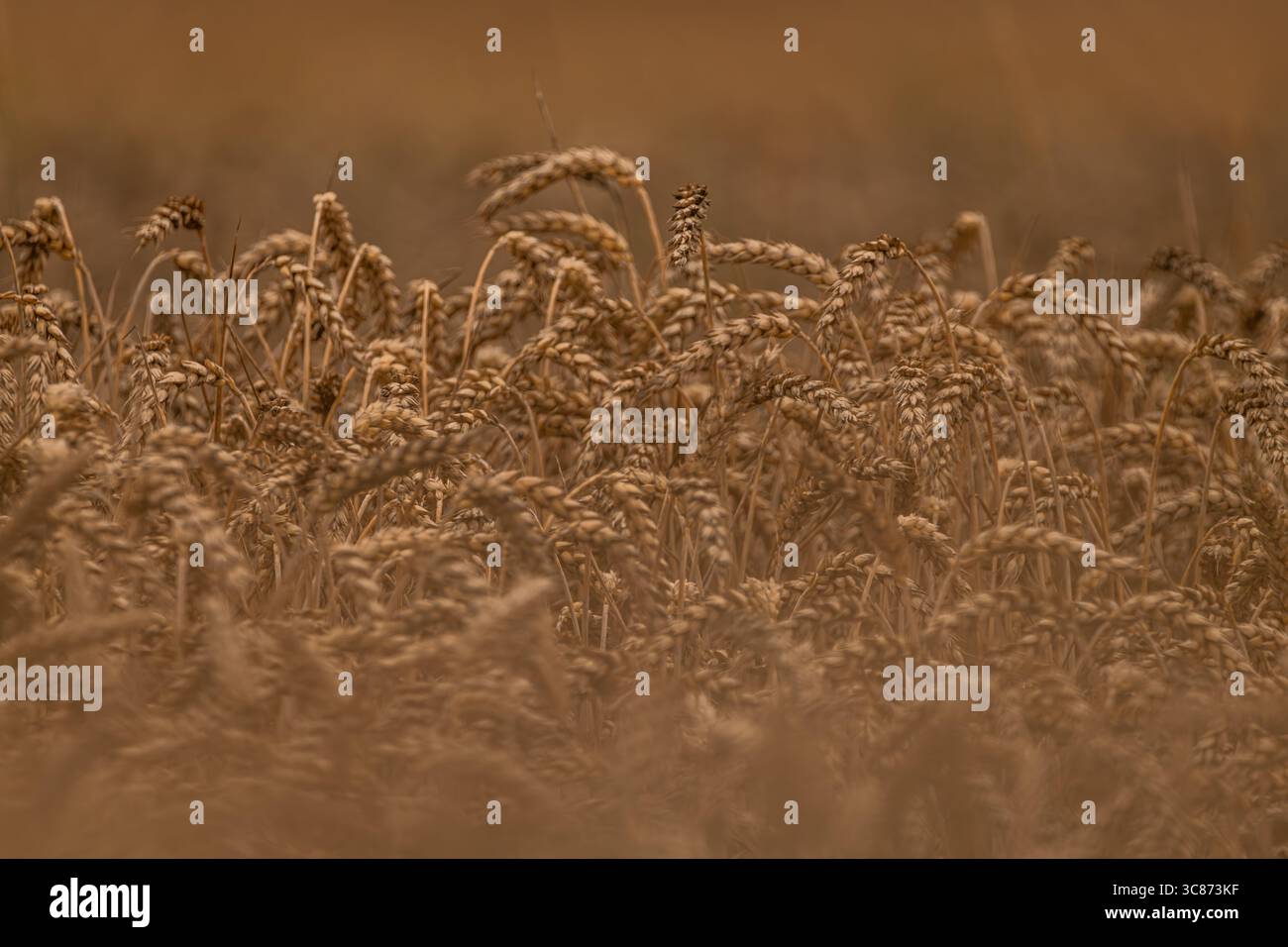 Grano stagionato secco estivo in giornate calde e nuvolose nei campi Foto Stock