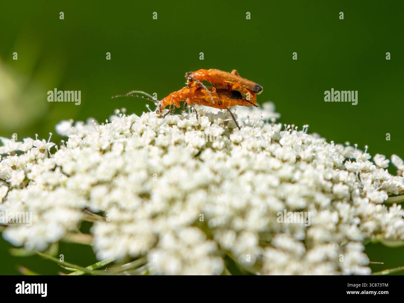 I coleotteri più solitari si accoppiano su un fiore bianco di prato in estate Foto Stock