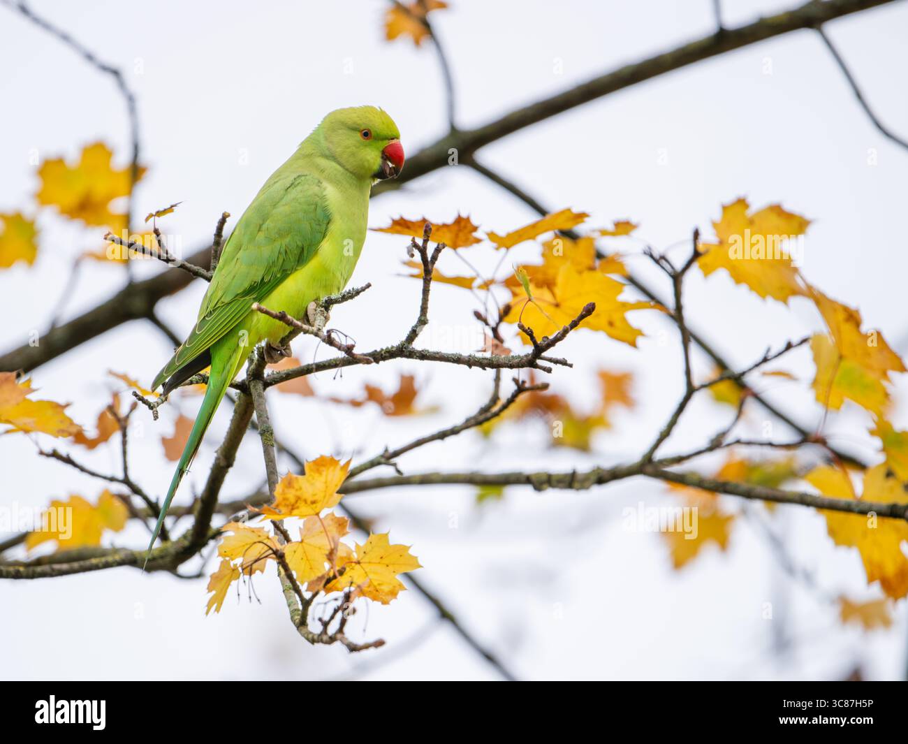 Un Parakeet con anelli di rosa appollaiato su un ramo d'acero in autunno in i Foto Stock