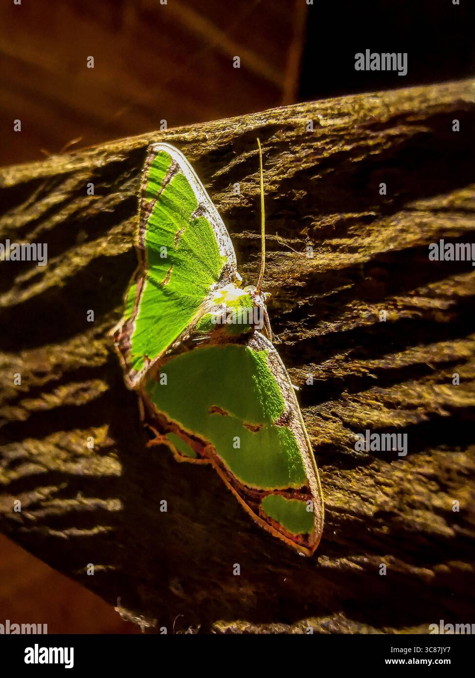 falena verde, farfalla Foto Stock