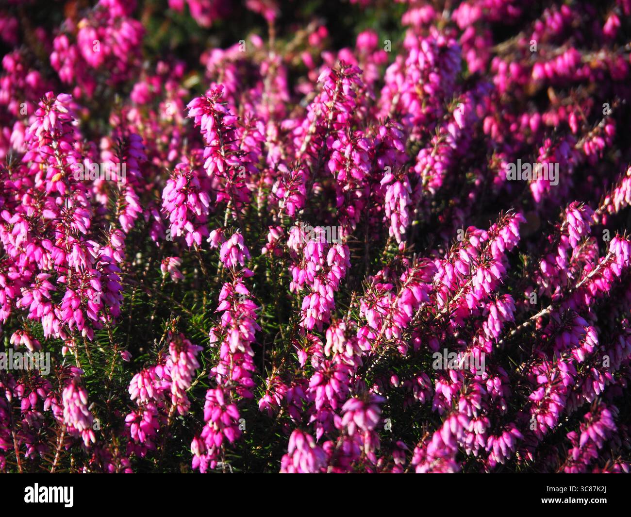 Fiori primaverili rosa di Erica carnea alla luce soffusa del sole. Primo piano della fioritura della brughiera invernale nel letto da giardino. Macro floreale all'inizio della primavera Foto Stock