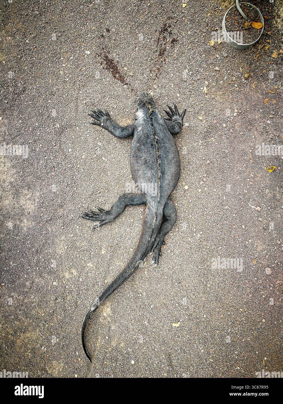 Starnuto di Iguana, isola delle galapagos Foto Stock