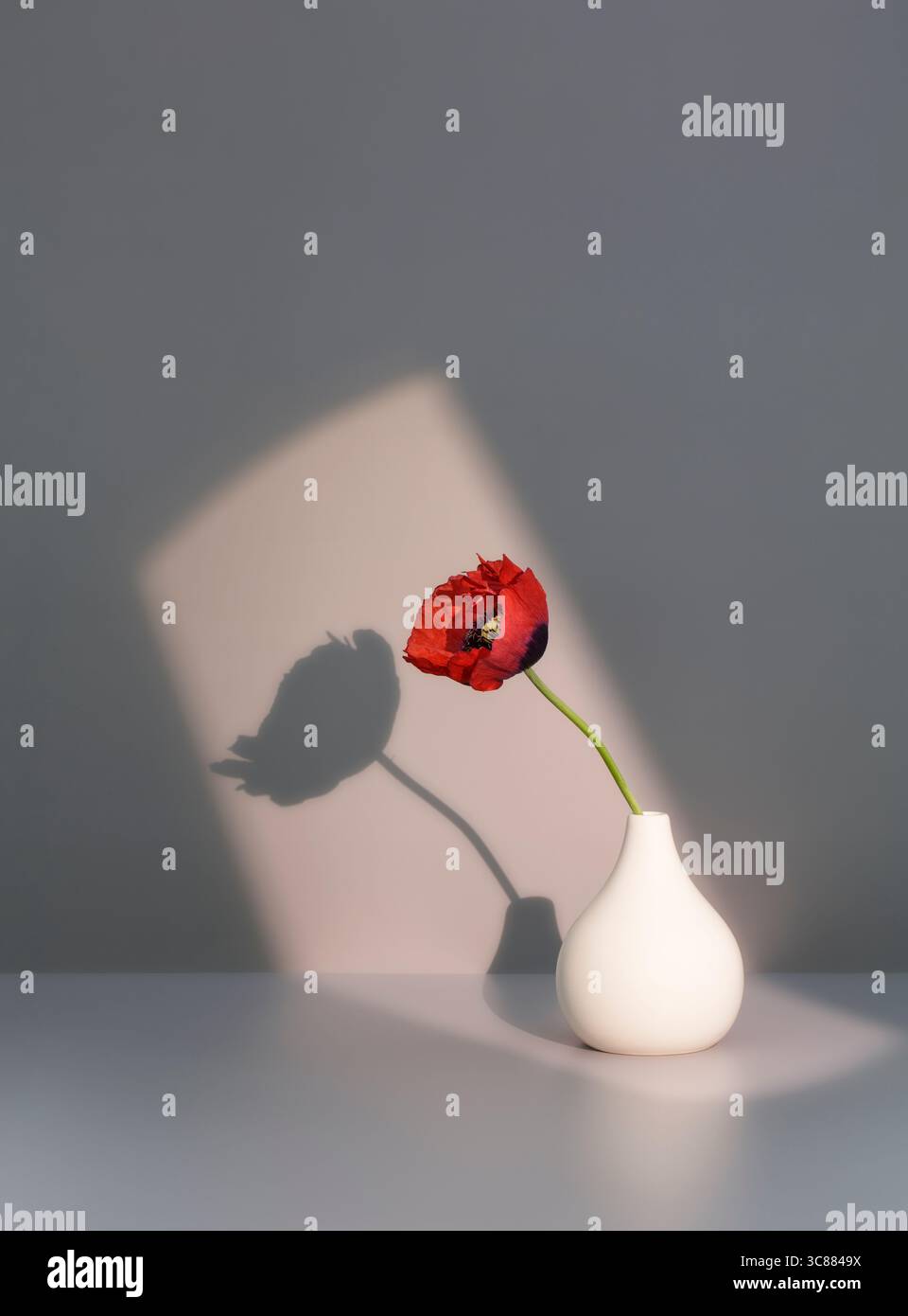 Papavero rosso illuminato dal sole in vaso bianco, natura morta floreale Foto Stock
