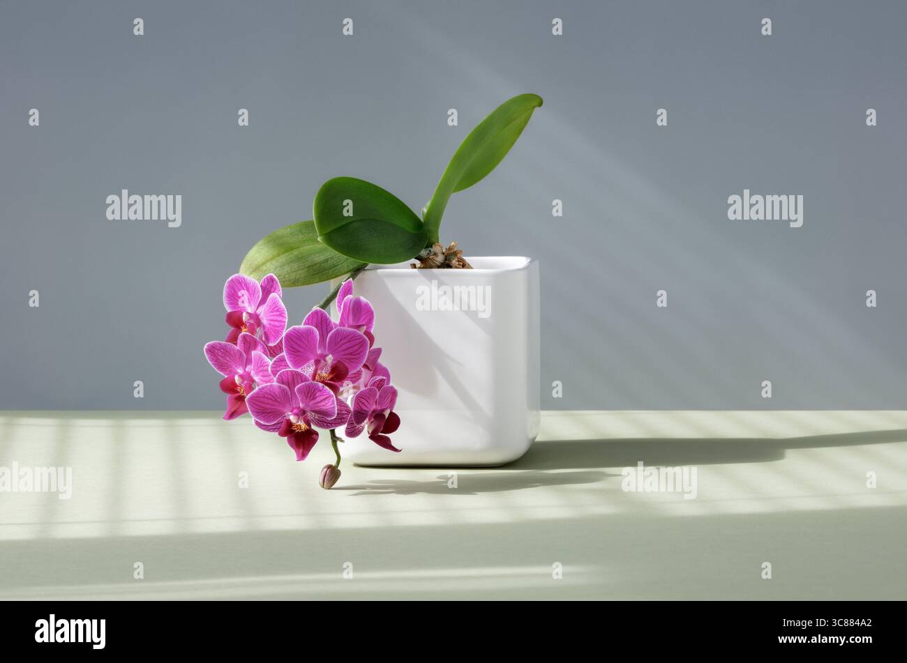 Orchidee viola in fiore in vaso bianco Foto Stock