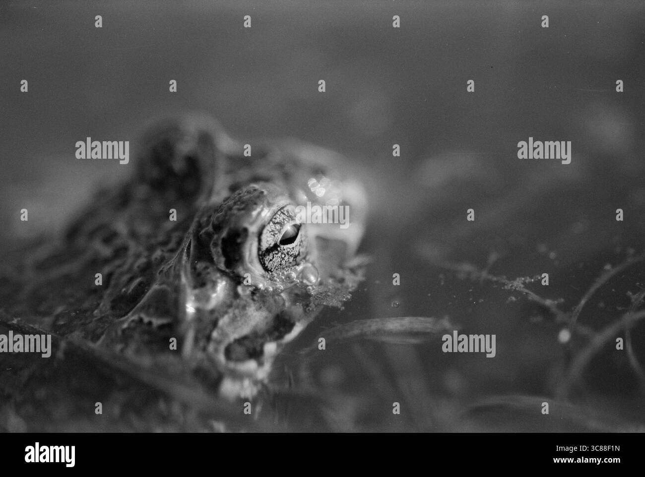 Rana in acqua. Immagine su film. Foto Stock