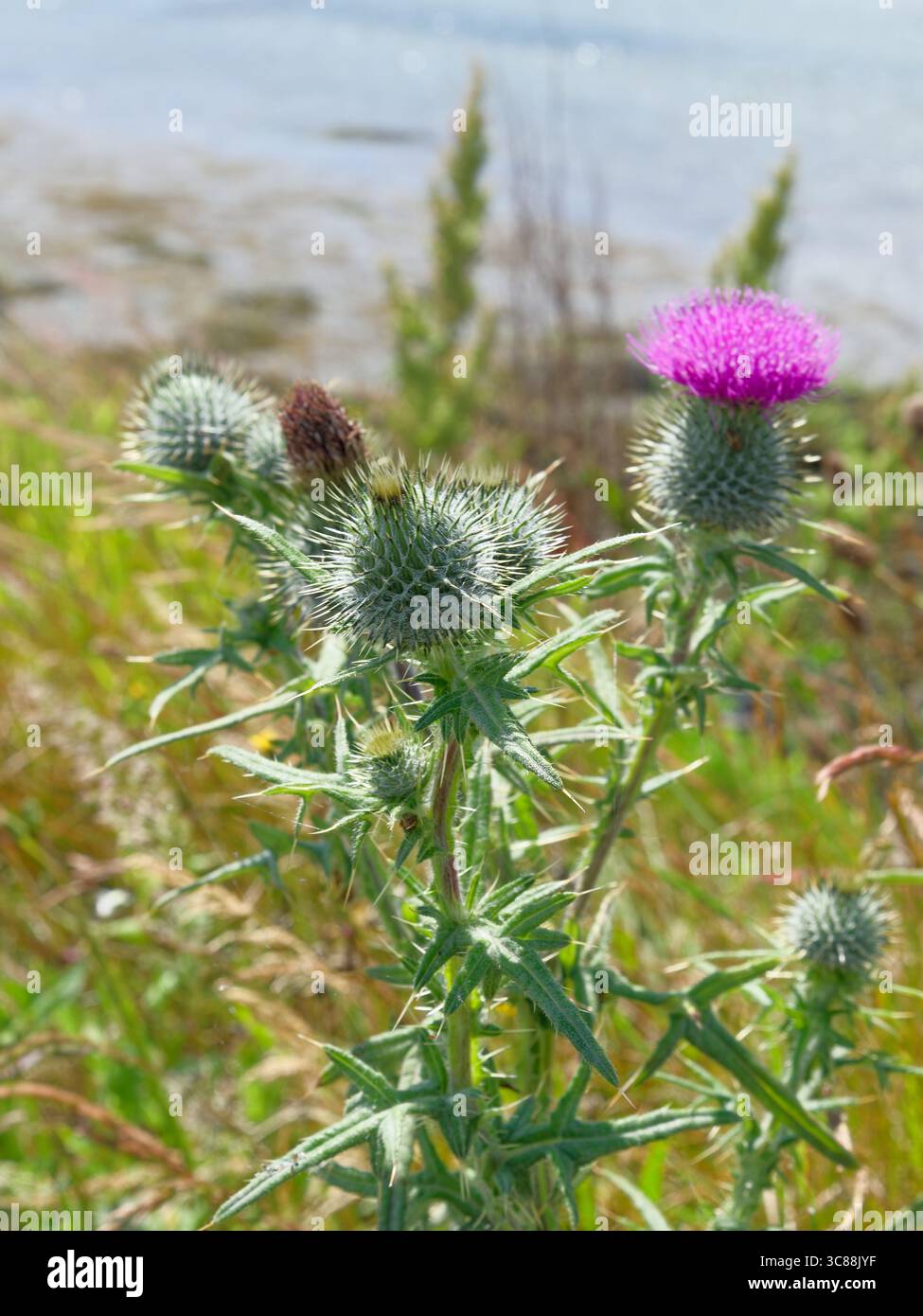 Un cardo scozzese si erge alto su una collina erbosa che domina l'acqua. Il cardo ha foglie di fichi d'India verdi e un unico fiore rosa brillante in cima. Foto Stock