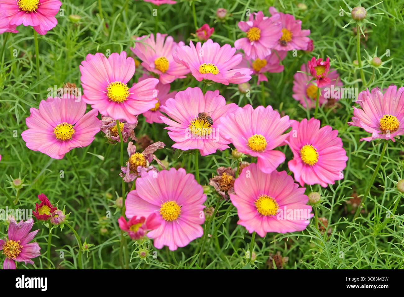 Ape di miele seduto su Dusky Pink Cosmos bipinnatus «Xsenia» in fiore. Foto Stock
