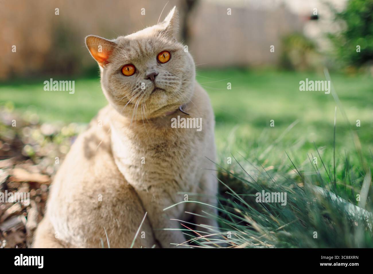 Soffice gatto dritto scozzese primo piano ritratto all'aperto su prato Foto Stock