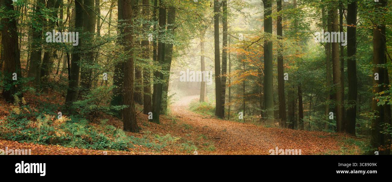 Foresta autunnale con luce soffusa e nebbia. Bosco dai colori calmi e un sentiero panoramico in una magica atmosfera nebbiosa Foto Stock