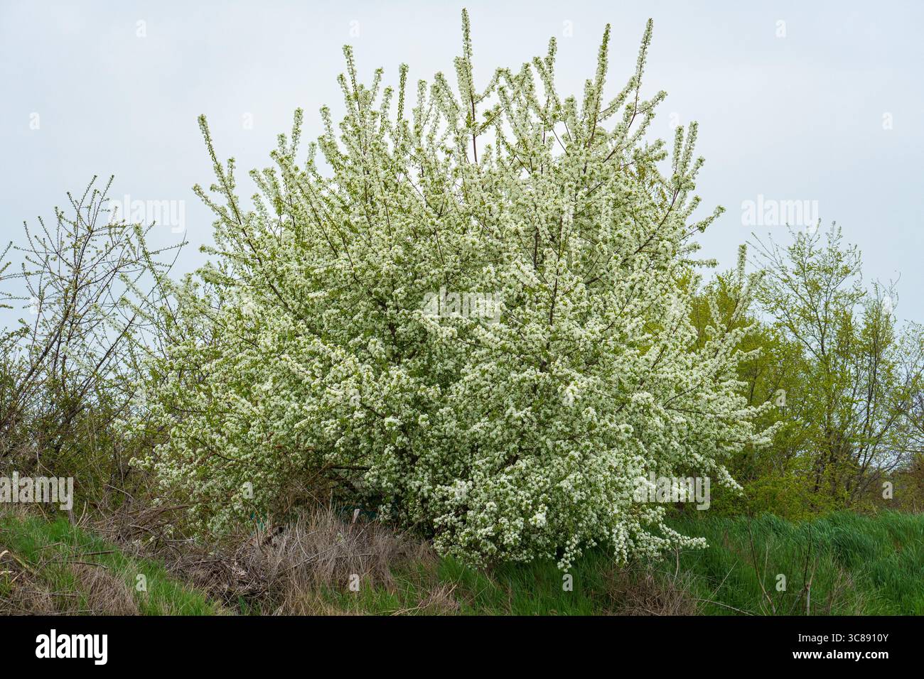 Un albero di ciliegio Mahleb (Prunus mahaleb) in piena fioritura con delicati fiori bianchi si erge in un campo erboso sotto un cielo coperto, circondato da una Foto Stock