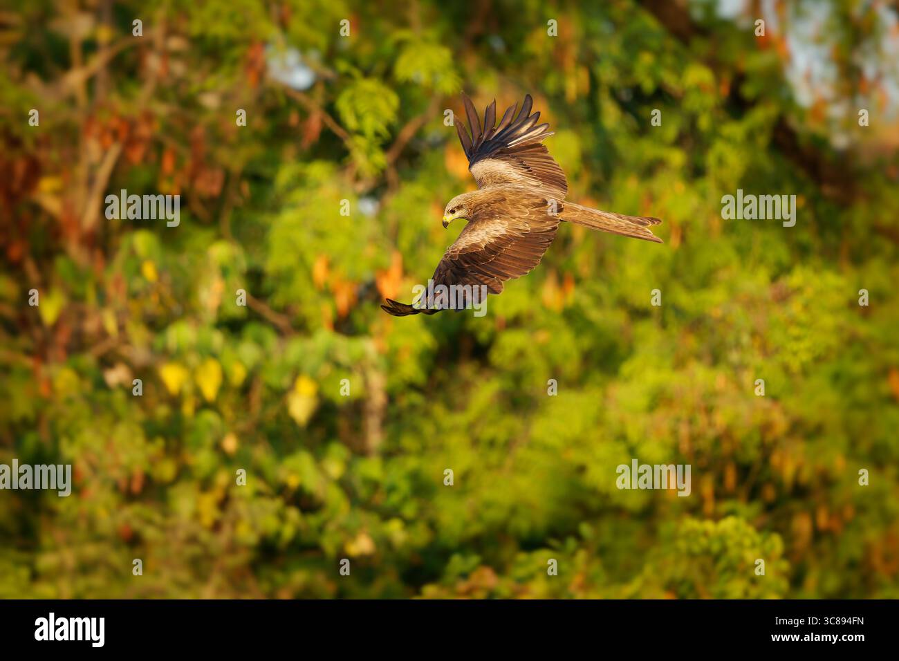 Flying Black Kite Milvus migrans rapaci di medie dimensioni in Accipitridae, cacciatori opportunisti e cacciatori di schiavi, ampiamente distribuiti in Eurasia A. Foto Stock